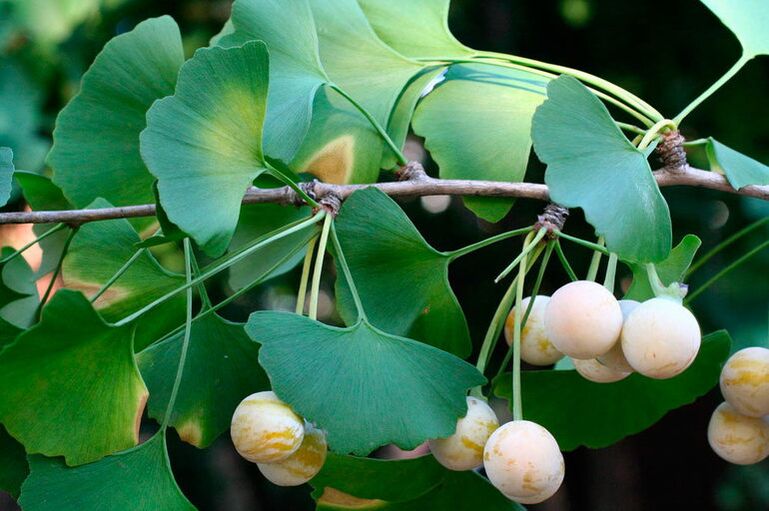 Ginkgo biloba - ένα εξωτικό βότανο για τη βελτίωση της δραστικότητας
