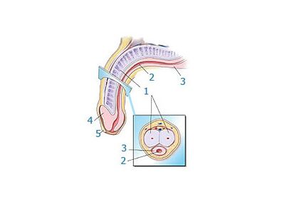 δομή του πέους