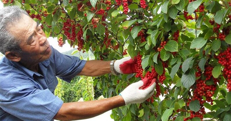 Κινεζικό λεμόνι για την αύξηση της ισχύος